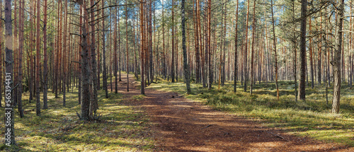 Panoramic pine tree forest in sunlight