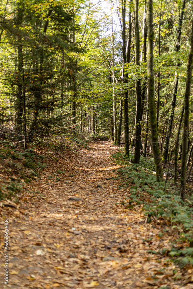 Obraz premium waldweg