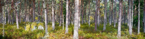 Fototapeta Naklejka Na Ścianę i Meble -  Panorama of colorful autumn pine tree forest