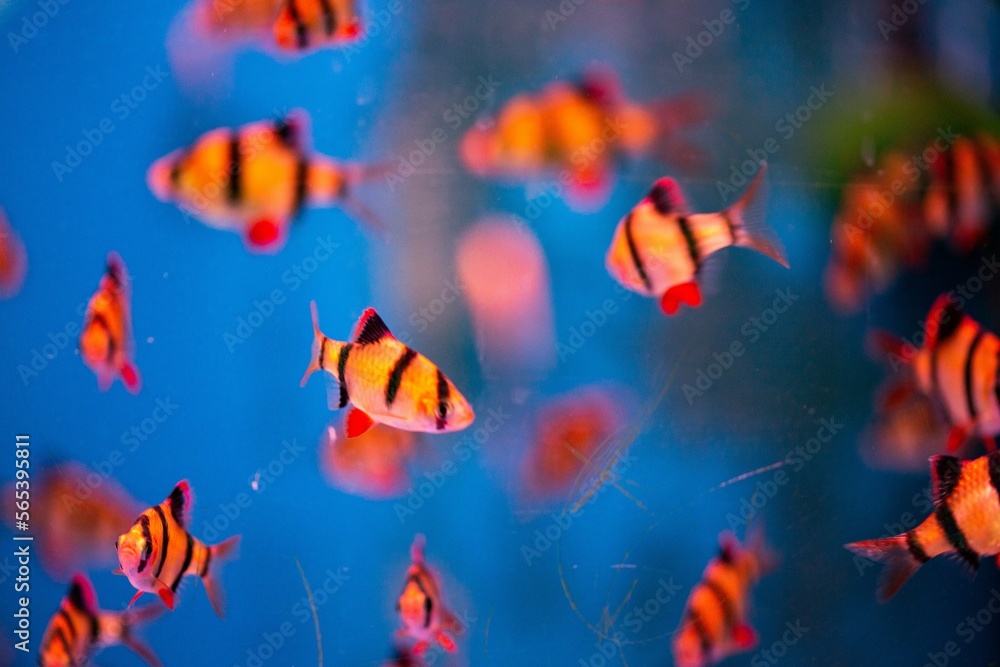 Fish in pet shop aquarium Fish in pet shop aquarium