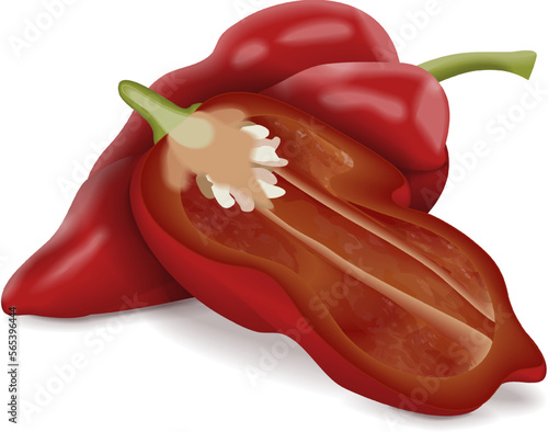 Whole and half of Naga Viper pepper. Capsicum chinense. Hot chili pepper.Chili pepper. Fresh, organic, raw, vegan vegetables. Vector illustration isolated on white background.