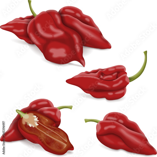 Set with whole, half, and wedges of Naga Viper pepper. Capsicum chinense. Hot chili pepper.Chili pepper. Fresh, organic, raw, vegan vegetables. Vector illustration isolated on white background.