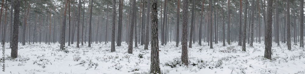 Slightly misty snowy pine tree forest