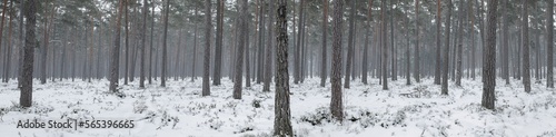 Slightly misty snowy pine tree forest