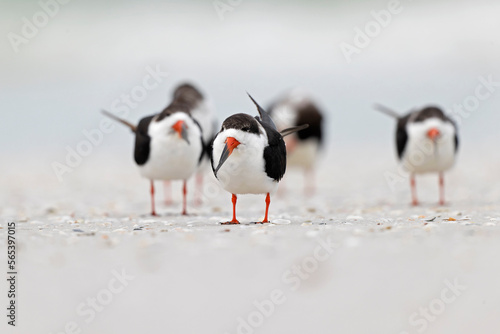 An American black skimmer (Rynchops niger) resting and preening on the beach.
