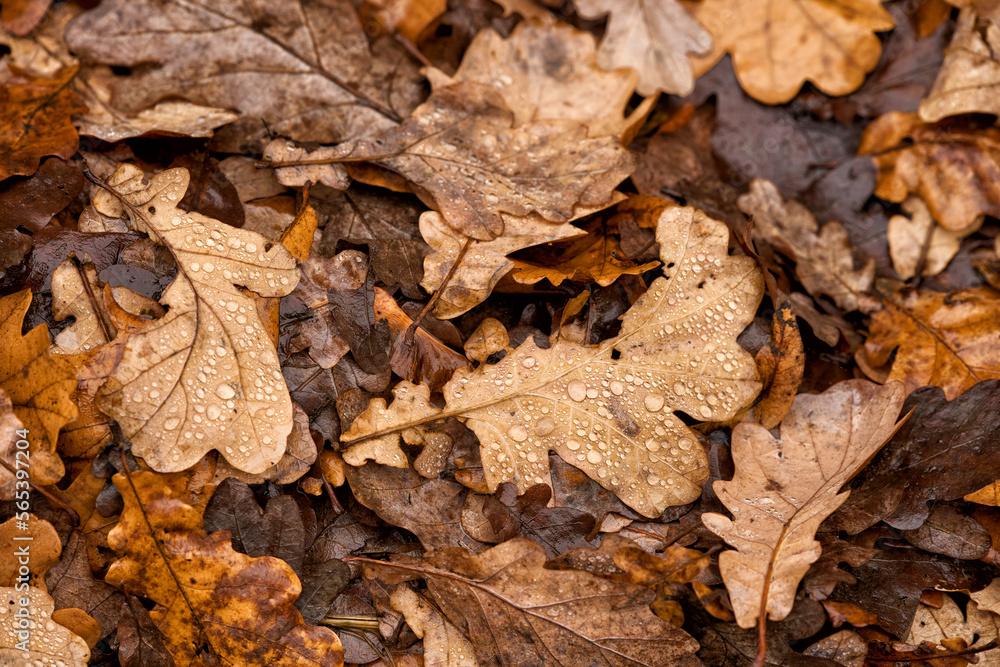 fallen autumn leaves