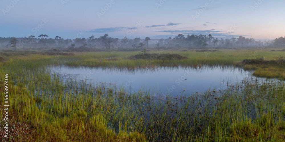 Bog lake in a misty swamp in Estonia