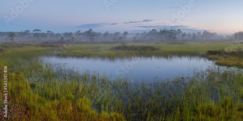 Bog lake in a misty swamp in Estonia