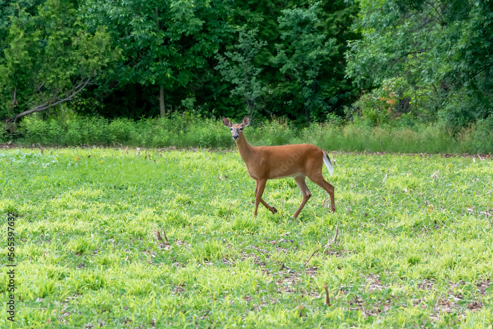 White-tailed Doe Deer In Last Year's Wet Cornfield White-tailed Doe Deer In Last Year's Wet Cornfield