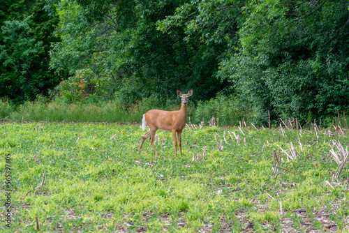 White-tailed Doe Deer In Last Year's Wet Cornfield