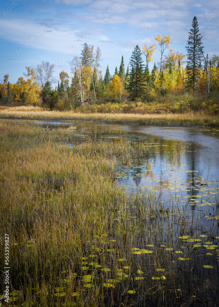 Golden morning light on fall colors along a stream in Northern Wisconsin.  Vilas County, WI.