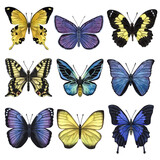 Beautiful colorful butterflies. Hand-drawn watercolor illustration isolated on white background. Can be used for card, poster, stickers, scrapbook