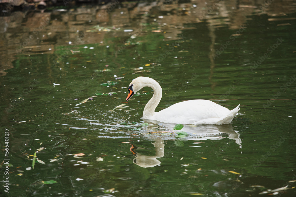 A white swan swims in a fresh water pond in the shade of trees in summer. A large white bird in a pond with a greenish tint of water. A white swan swims in a fresh water pond in the shade of trees in summer. A large white bird in a pond with a greenish tint of water.