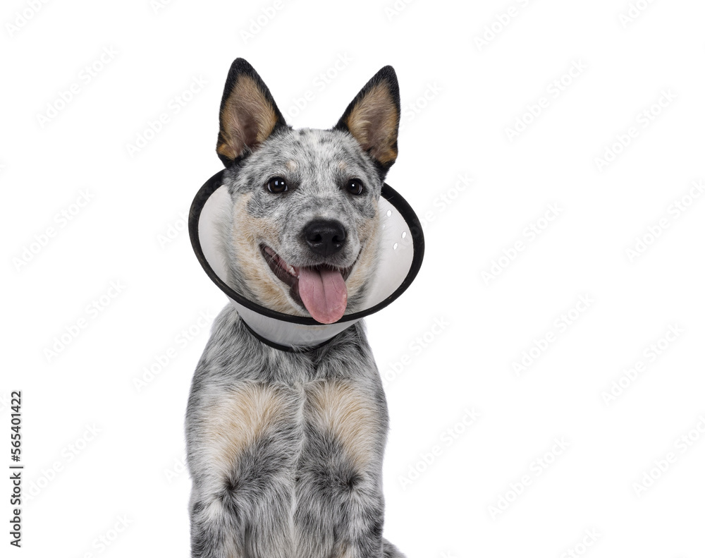 Head shot of cute Cattle dog pup, wearing medical cone around neck. Looking beside camera. Tongue out panting. Isolated cutout on transparent background.