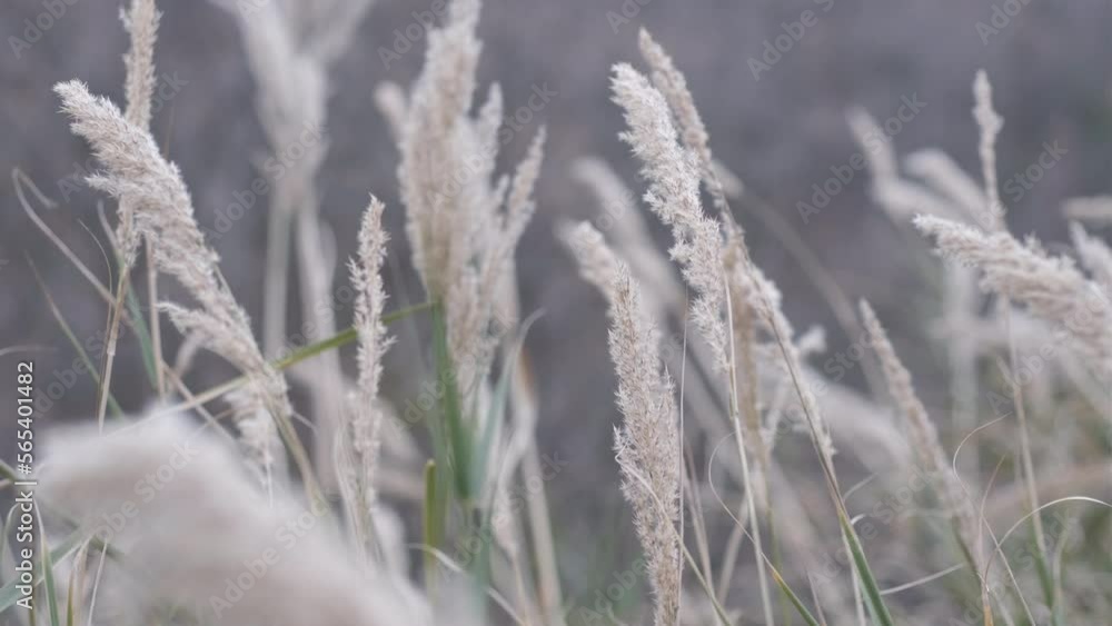 Close-up shot with slider, small dry plants in winter Close-up shot with slider, small dry plants in winter