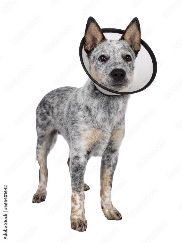 Cute Cattle dog pup, standing up side ways wearing medical cone around neck. Looking away from camera. Mouth closed. Isolated cutout on transparent background.