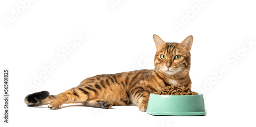 Photography A cat on a white background eats food from a bowl