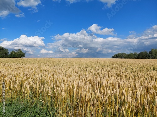 Summer landcscape with a field of ripening wheat  blue sky and dramatic clouds on the horizon  Central Bohemian Region  Czech Republic