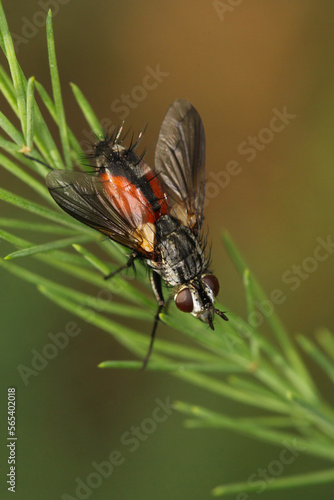 Tachinid fly (Tachinidae sp). Parasitoids of other insects. The larvae control plant pests.