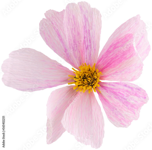 Isolated single cosmos paper flower made from crepe paper