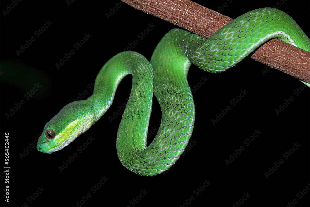 Obraz premium stone toad family closeup on branch, limnonectes macrodon