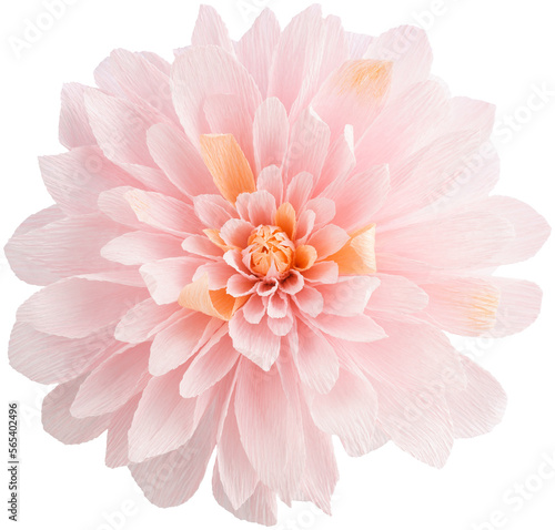 Fototapete Isolated single paper flower dahlia made from crepe paper