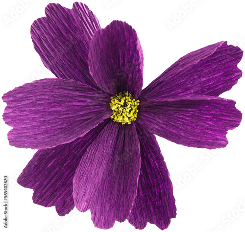 Isolated single cosmos paper flower made from crepe paper