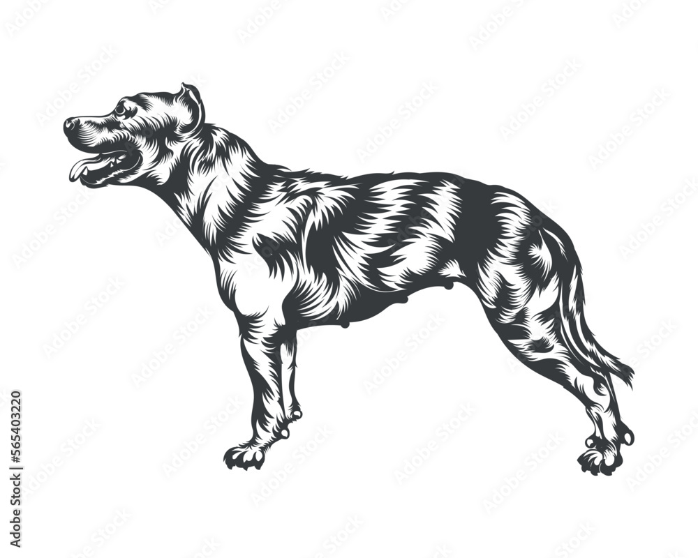 Pitbull Dog Breed Vector Illustration, Pitbull Dog Vector on White ...