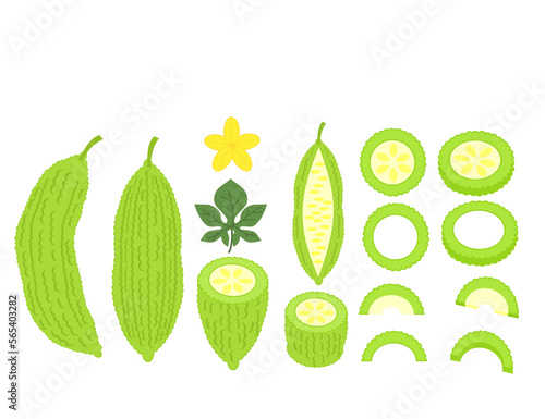 Bitter melon gourd squash.Whole, slices and half cutted.Green fruit or vegetable.Balsam-pear.Medical food.Sign, symbol, icon or logo isolated.Flat design.Cartoon vector illustration.Graphic.Clipart.