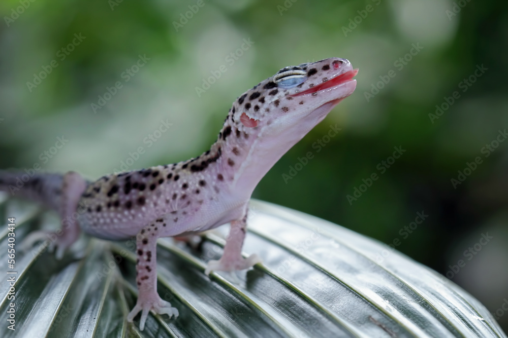 Naklejka premium leopard gecko lizard on wood, closeup face gecko lizard, eublepharis macularius, animal closeup