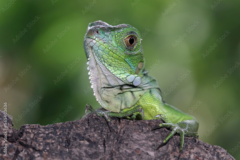 Fototapeta premium Baby green iguana on a tree trunk, animal closeup