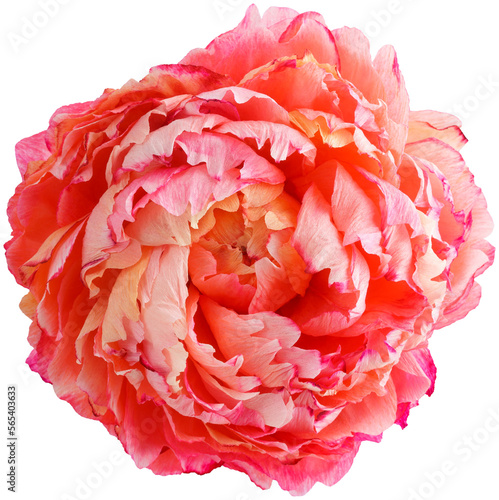 Isolated single paper flower peony made from crepe paper