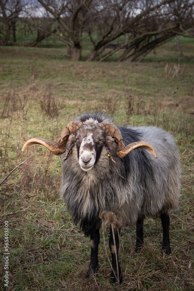 sheep ram in the field