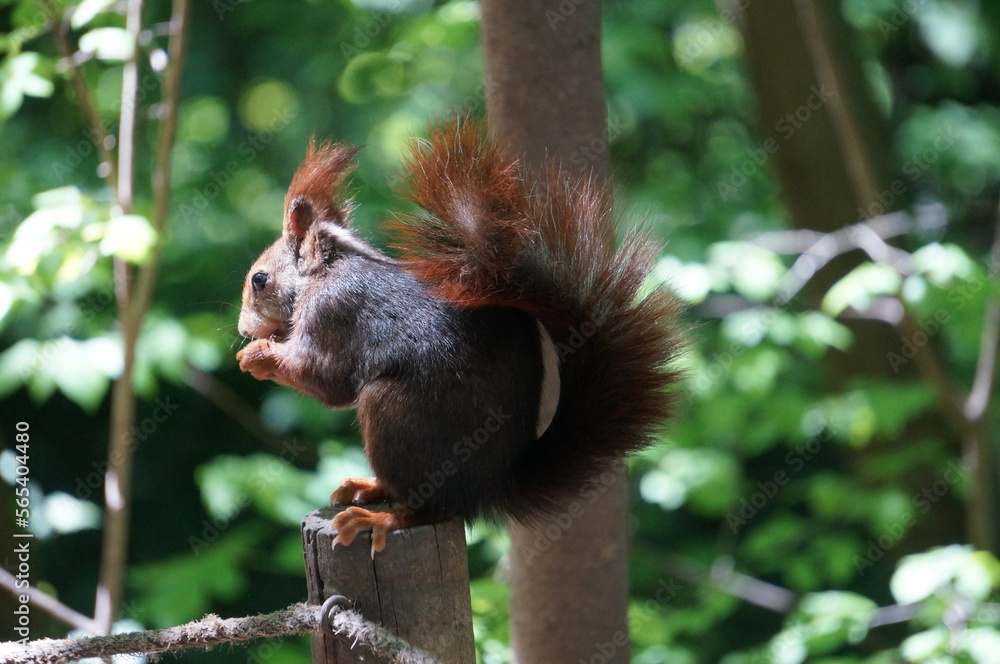 Obraz premium Ardilla roja