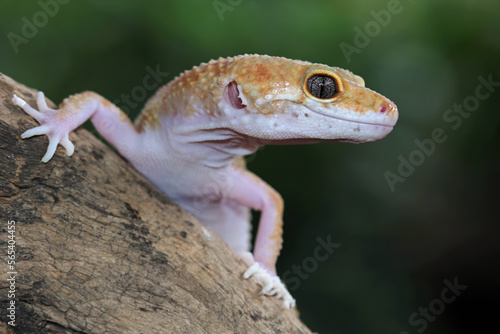 leopard gecko lizard on wood, closeup face gecko lizard, eublepharis macularius, animal closeup
