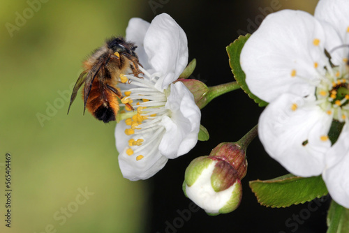 Red Mason Bee, Osmia rufa, Megachilidae, Apoidea, Apocrita, Hymenoptera. Feeding, pollinating the cherry blossom in the orchard in spring.