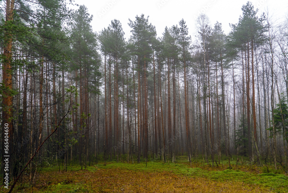 Fototapeta premium Fog in the forest among pine trees.