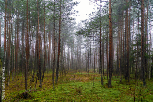 Fog in the forest among pine trees.