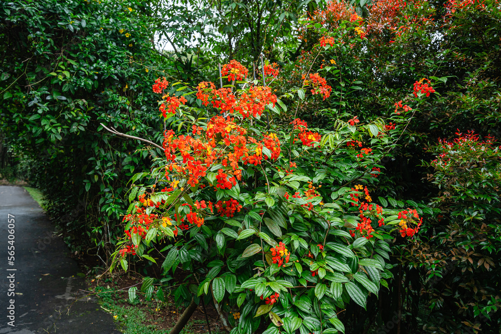 Bunga Phanera Kokiana or Bauhinia kockiana, a genus of flowering plants in the legume family, Fabaceae. It belongs to the subfamily Cercidoideae