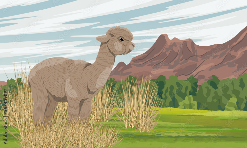 Naklejka premium A fluffy alpaca stands in dry grass in a valley near a mountain range. Wild animals of South America. Realistic vector landscape