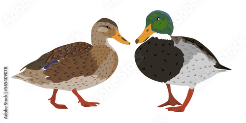 Pair of Duck and drake. Mallard ducks. Wild water birds. Realistic vector animal