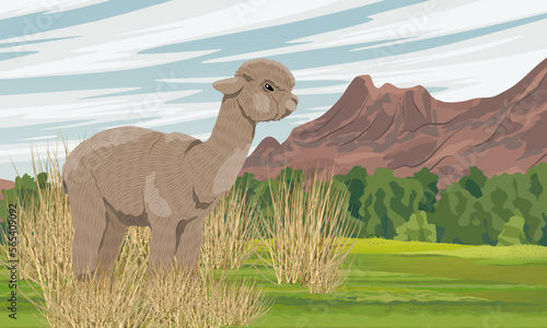 A fluffy alpaca stands in dry grass in a valley near a mountain range. Wild animals of South America. Realistic vector landscape