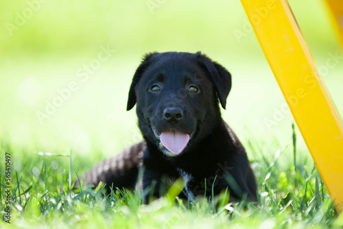 Young black labrador puppy laying down in the shady grass on a sunny summer day while panting.