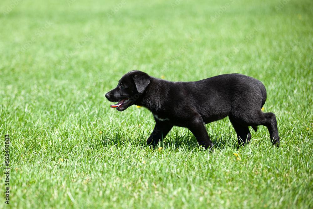 Young black Labrador puppy playing or walking in the grass on a sunny summer day.