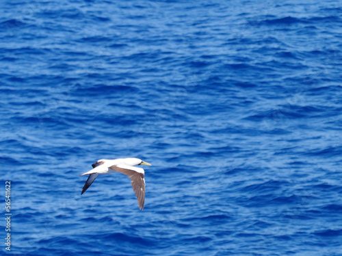 Masked booby passing by at close distance. Selective focus on the body of the bird © manola72