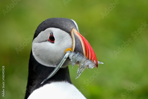 The Atlantic puffin (Fratercula arctica) with beek full of eels on its way to nesting burrow in breeding colony, Shetland islands photo