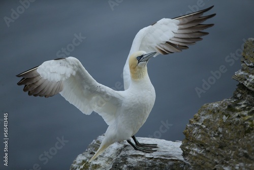 Bilde på lerret A gannet plunges into the sea with its beak open