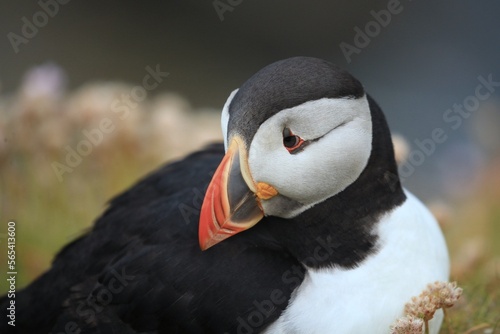 The Atlantic puffin (Fratercula arctica), common puffin, papuchalk severní at their breeding place, Shetland island