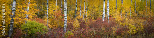 A panoramic view of a Northern Wisconsin birch grove in peak autumn color.  Oneida County, WI.