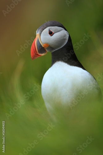 The Atlantic puffin (Fratercula arctica), common puffin, papuchalk severní at their breeding place, Shetland island © Miroslav